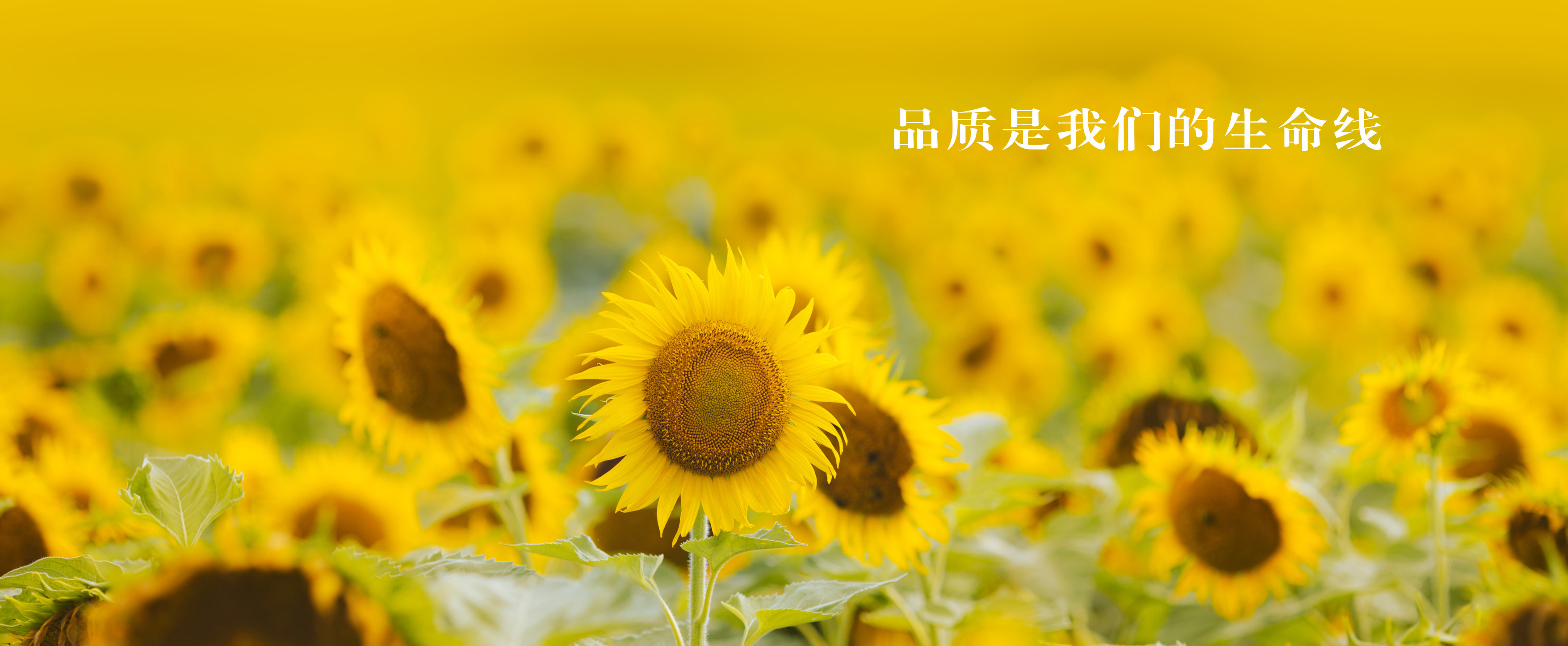 1737553708928f6753adf9895dd51c7f0f88ff1461dd4